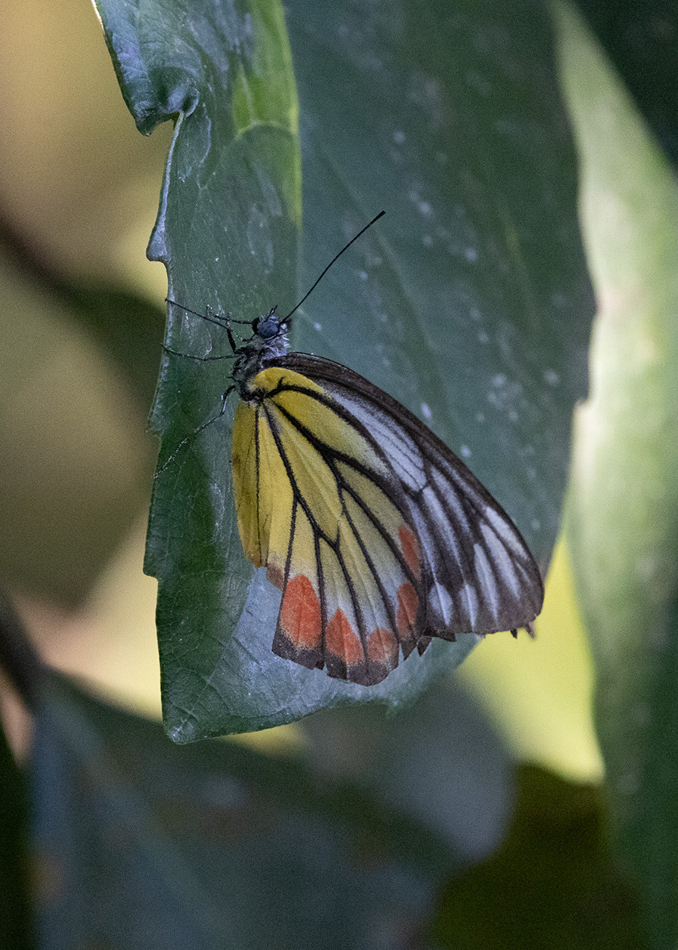 Bướm tầm gửi (Delias hyparete) (Phổ biến)